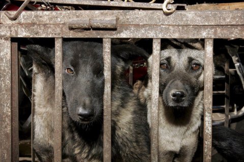 Китай виключив собак з категорії тварин, чиє м'ясо можна їсти