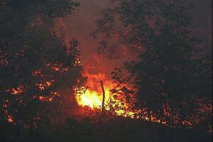 МНС: пожежу в Ялтинському заповіднику ліквідовано