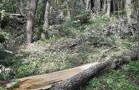 В Хмельницкой области ураган повредил лес более чем на ста гектарах