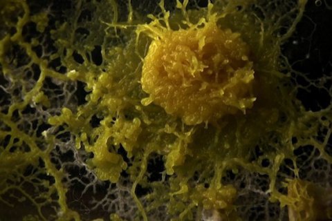 Docudays UA: Земные формы жизни