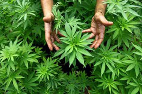 В Калифорнии и Массачусетсе легализовали марихуану