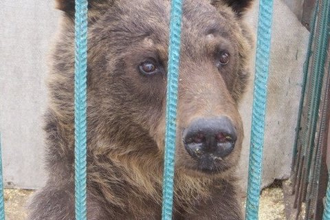 Мінприроди закликало терміново конфіскувати тварин зі звіринця в Покровську