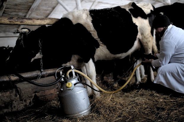Молоко – не единственный продукт, реализация которого обрастает массой посредников