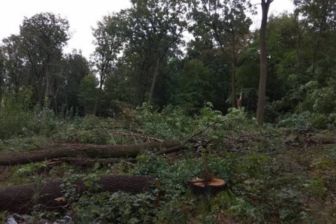 Після бійки "тітушок" з місцевими і поліцією в Бучі забудовник усе-таки вирубав ліс