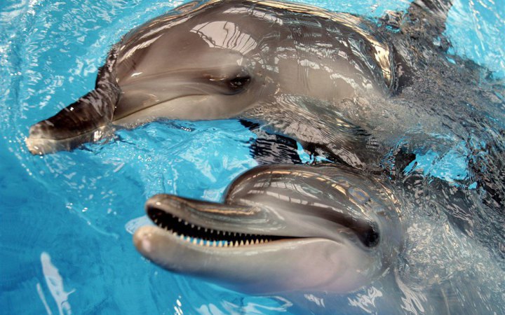 Російський флот використовує дельфінів для захисту бази у Севастополі
