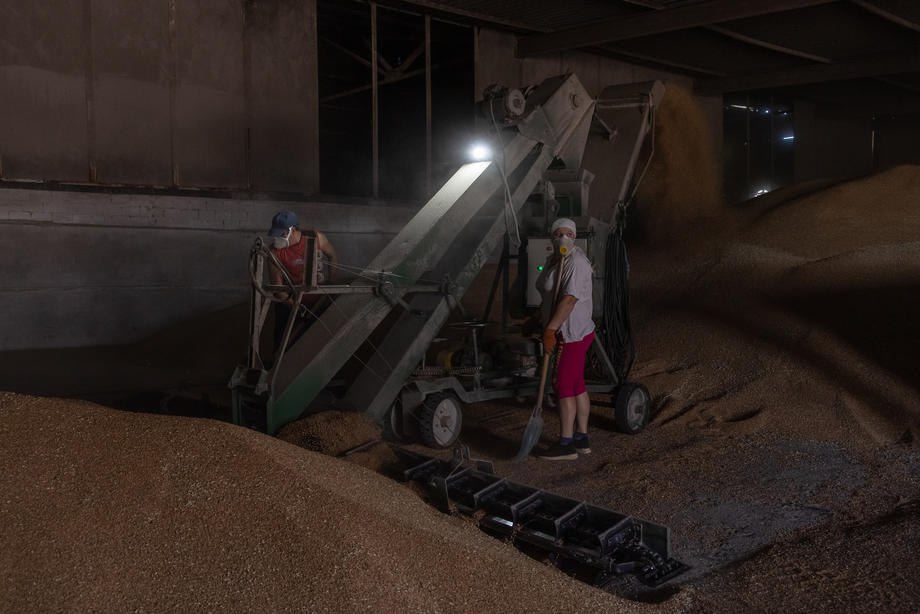 Робітники готують пшеницю до зберігання на приймальній станції поблизу Обухова, Київська обл., 26 липня 2022 р.
