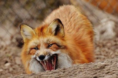 В трех районах Запорожской области объявили карантин из-за вспышки бешенства среди лисиц