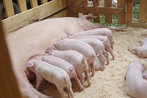 СОТ вважає заборону РФ на постачання свинини з ЄС дискримінаційною