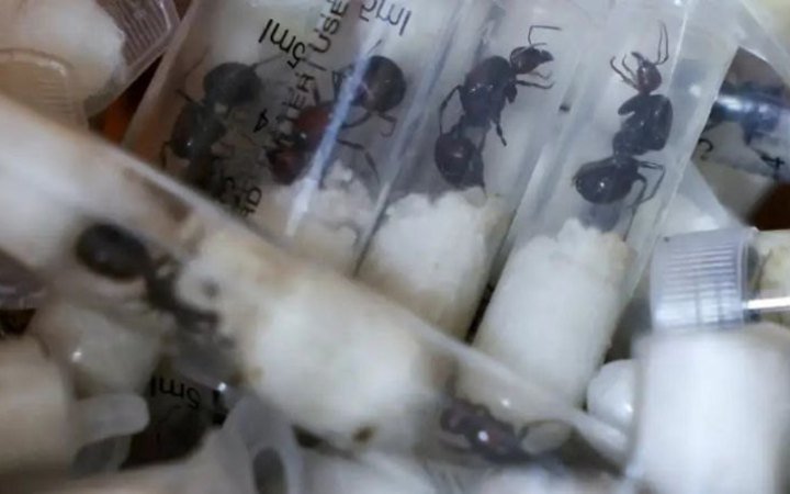 У Кенії бельгійських громадян судять за обвинуваченнями в контрабанді мурах