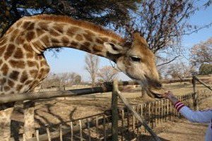 В зоопарке Калининграда жирафа скормили льву на глазах детей