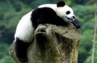 Китай одолжил французскому зоопарку двух панд на 10 лет