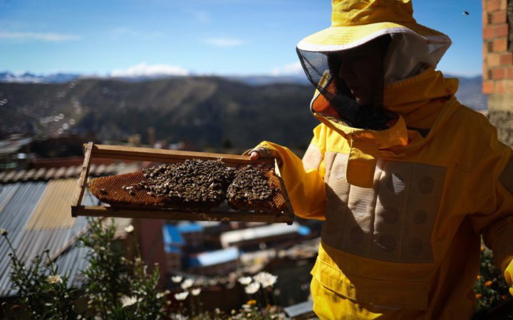 У Франції рій бджіл напав на десятки людей, постраждали троє