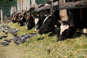 Кабмин выделит на коров миллиард гривен