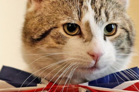Кіт Палмерстон став новим співробітником МЗС Великобританії