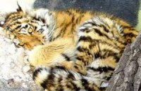 Приморские охотники нашли замерзшего одинокого тигренка