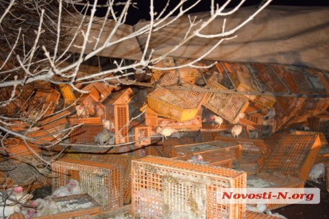 Под Николаевом перевернулась фура с 6 тыс. кур