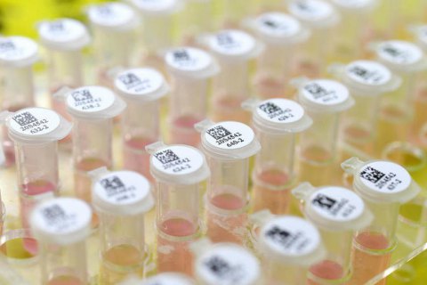 ВОЗ отрицает лабораторное происхождение коронавируса