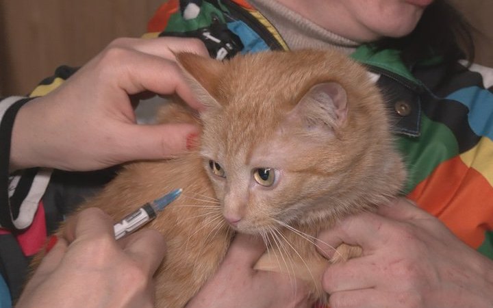 Не кожен лікар має право від держави робити профілактику сказу – який алгоритм