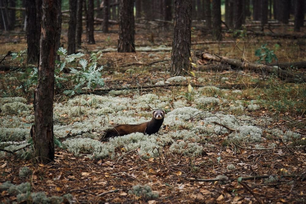 Під час випуску