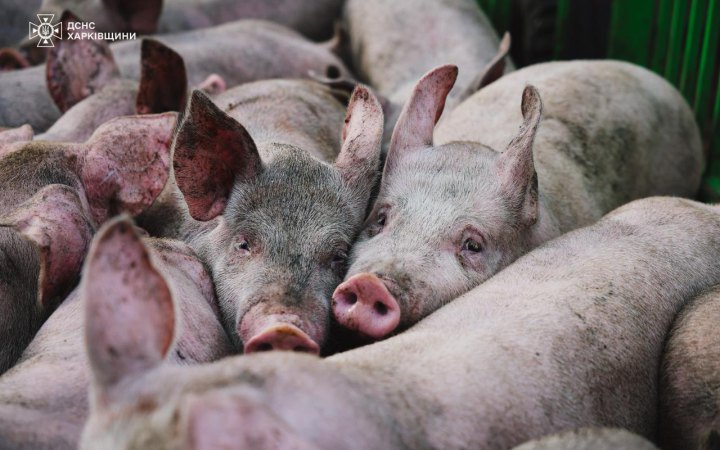 13 тисяч свиней загинули в результаті російської атаки БпЛА на Харківщині