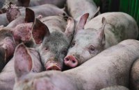 13 тисяч свиней загинули в результаті російської атаки БпЛА на Харківщині