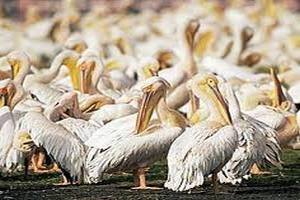 В Украине уничтожили единственную в стране колонию кудрявых пеликанов