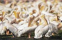 В Україні знищили єдину в державі колонію кучерявих пеліканів
