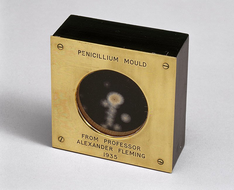 Зразок пеніцилінової цвілі, представлений Александером Флемінгом, 1935 р.