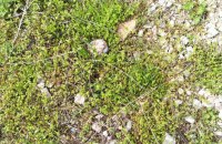 Росіяни дистанційно мінують Комишани Херсонської області мінами типу "Пряник"