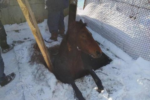 Во Львовской области пожарные вытащили из канализационной ямы лошадь