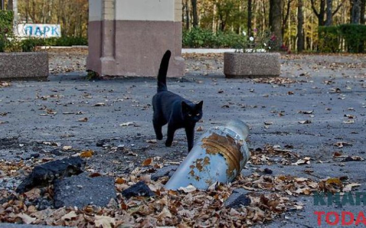 На Київщині поліція шукає очевидців жорстокого поводження з твариною у Боярці