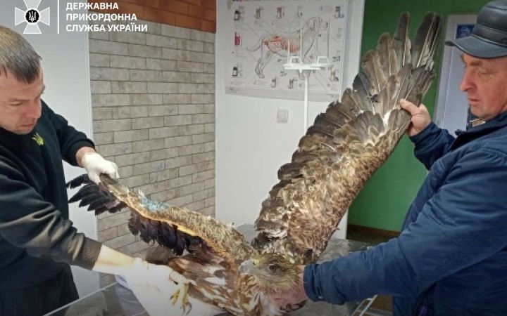 Прикордонники врятували червонокнижного птаха