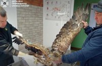 Прикордонники врятували червонокнижного птаха
