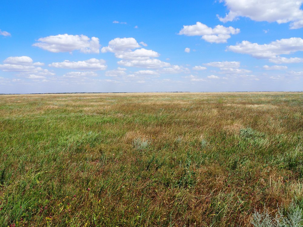 Луки полів Херсонщини
