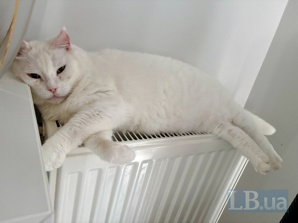 Кішка гріється на батареї, Київ, 23 січня 2026 р. 