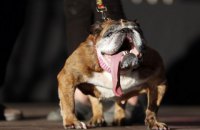 Найпотворніша собака у світі померла через два тижні після перемоги на конкурсі