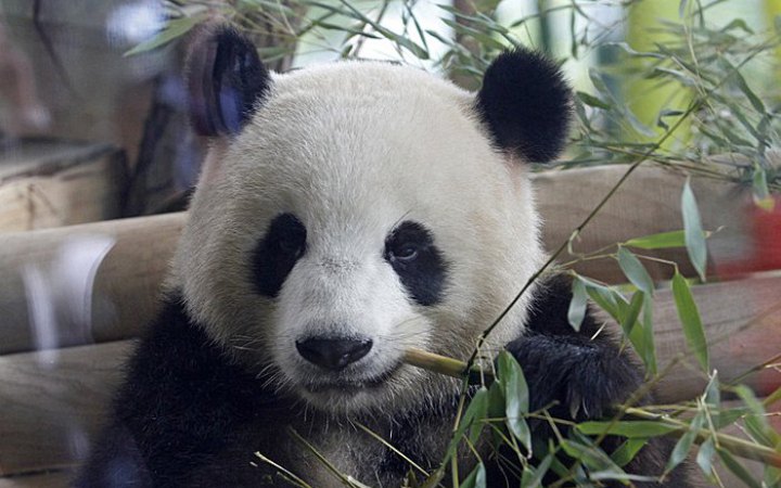Китай забере всіх своїх панд із зоопарків США, - Bloomberg