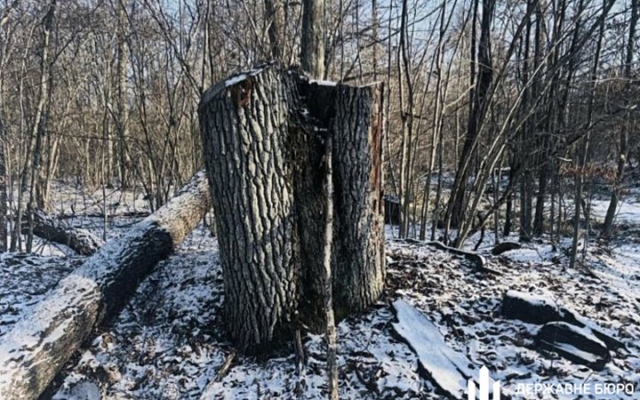 На Волині майстра лісу підозрюють у незаконній рубці дерев на 5 млн грн