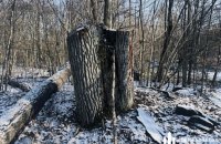 На Волині майстра лісу підозрюють у незаконній рубці дерев на 5 млн грн
