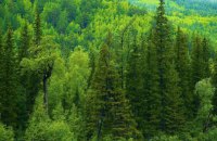 Централізоване знищення лісу