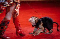 Мінприроди винесло на Кабмін законопроект про цирк без диких тварин