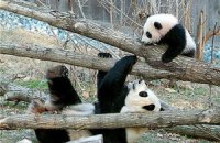 Пятничная панда #84