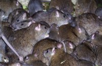 После недавних наводнений Парижу угрожает нашествие крыс