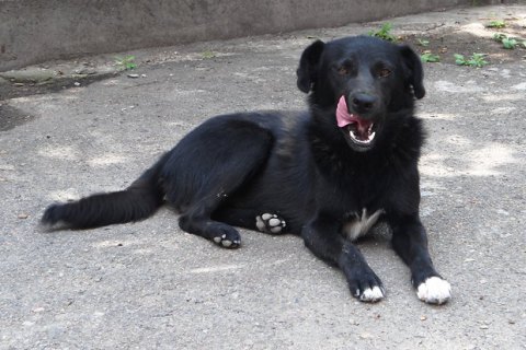 На Одещині собака вистрілила з рушниці у свого господаря