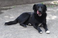 В Одесской области собака выстрелила из ружья в своего хозяина