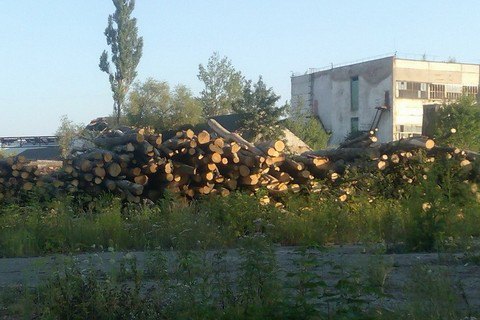 Пять гослесхозов Буковины попались на нелегальном экспорте древесины