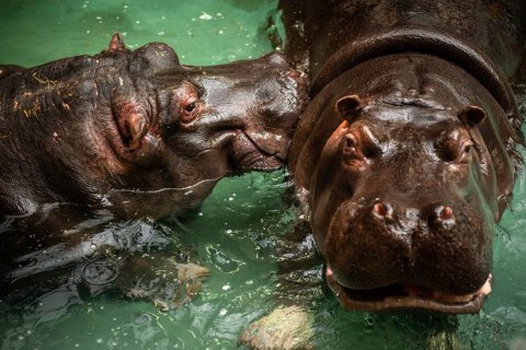 В зоопарке в Бельгии два бегемота заразились коронавирусом