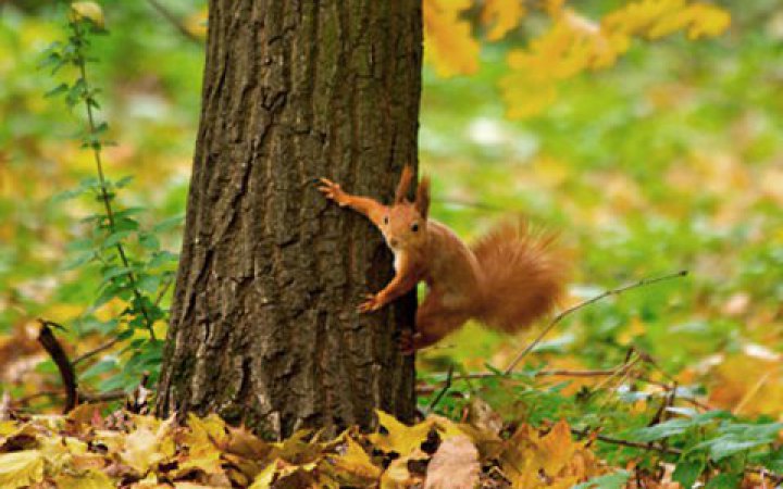 На Житомирщині судитимуть трьох працівників «Лісів України», які хотіли привласнити деревину на 4,5 млн грн