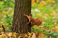 На Житомирщині судитимуть трьох працівників «Лісів України», які хотіли привласнити деревину на 4,5 млн грн