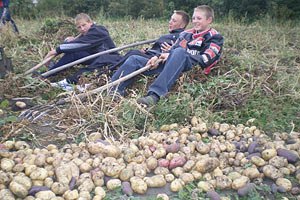 В Украине ожидается падение урожая картофеля
